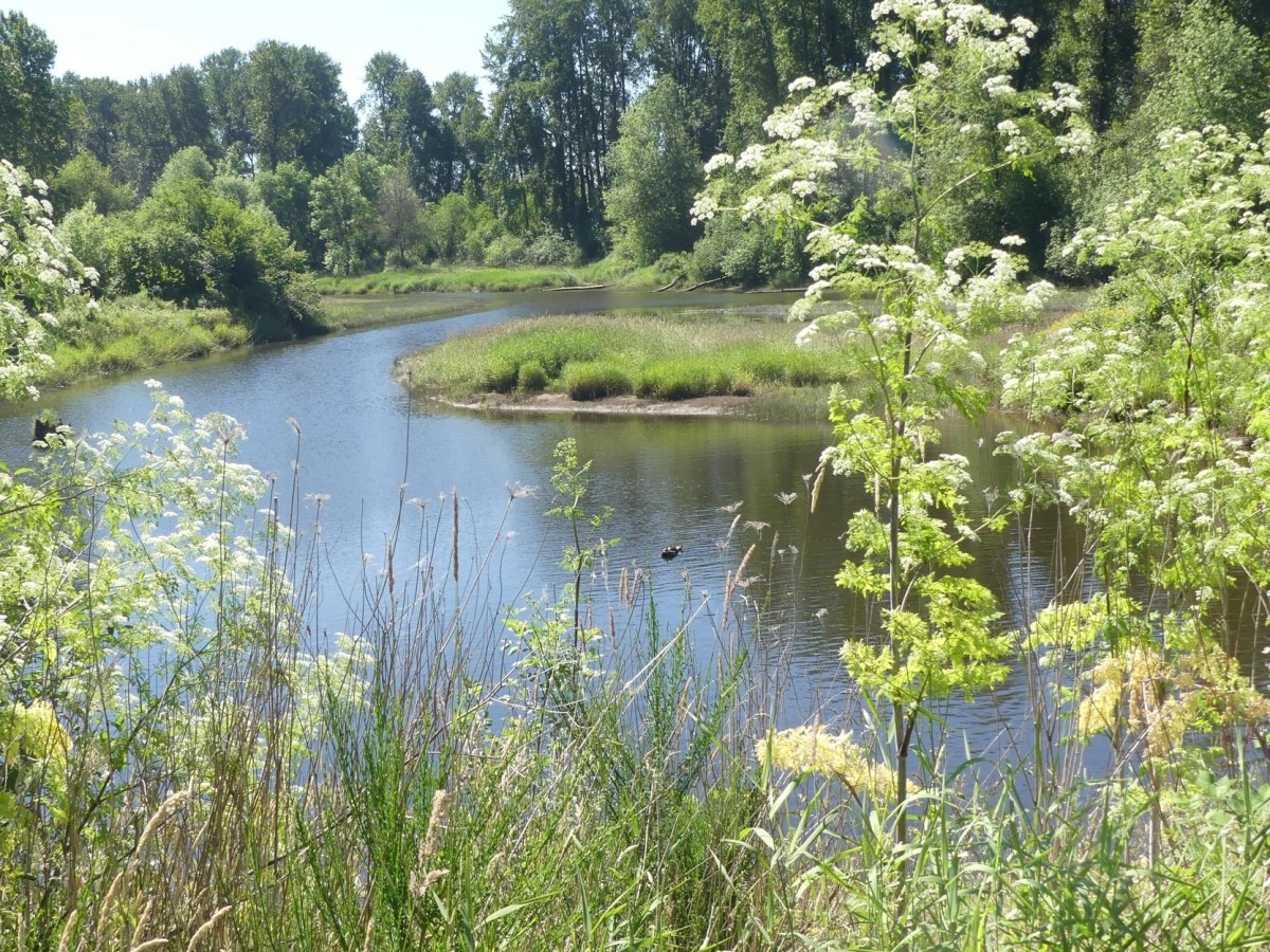 Deer Island and its Slough (Conservation Priority&nbsp;#4)