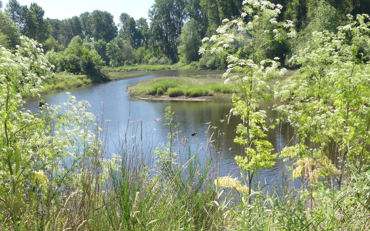Deer Island Slough St. Helens Columbia County Oregon