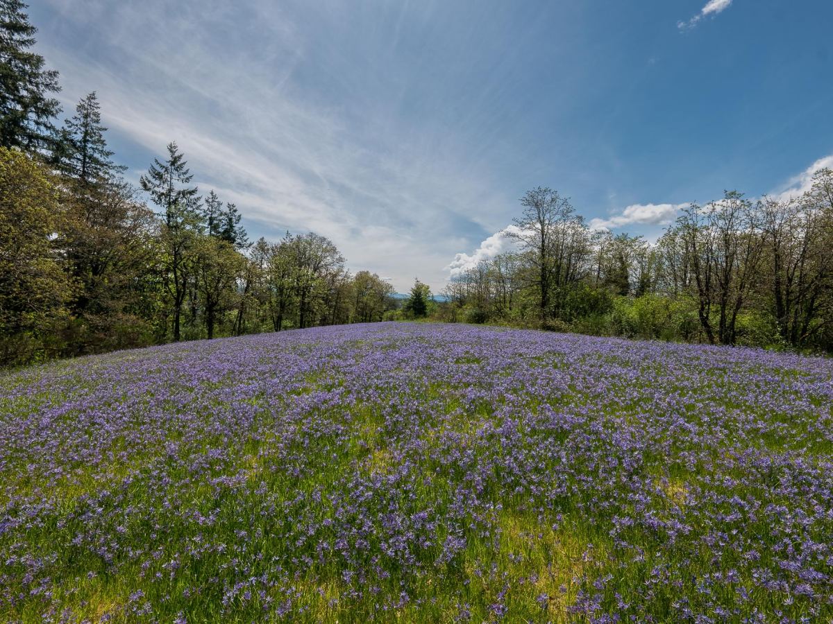 Liberty Hill – our final conservation&nbsp;priority