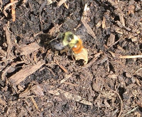 Black-tailed Bumblebee Linda Zahl liberty hill st. helens