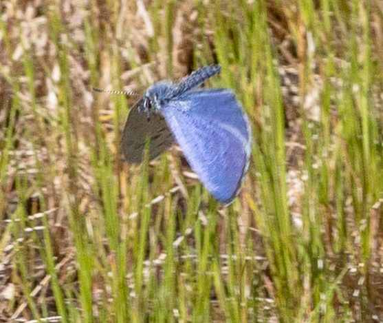Echo Azure Seymore Gulls liberty hill st. helens