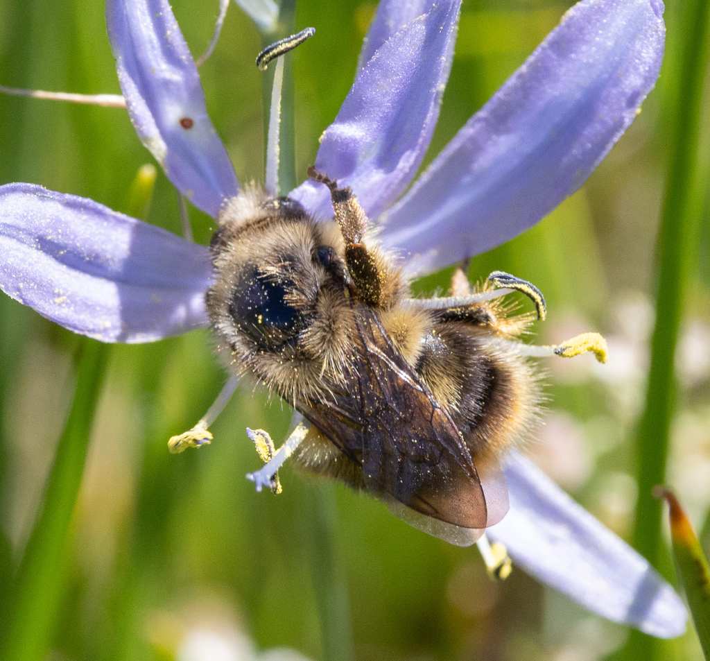 Fuzzy-horned Bumblebee liberty hill st. helens oregon