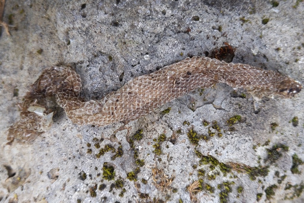 Gopher Snake liberty hill st. helens oregon