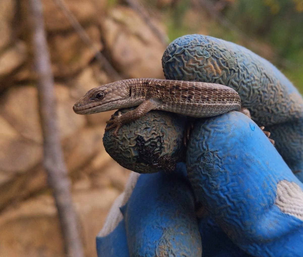 Northern Alligator Lizard liberty hill st. helens oregon