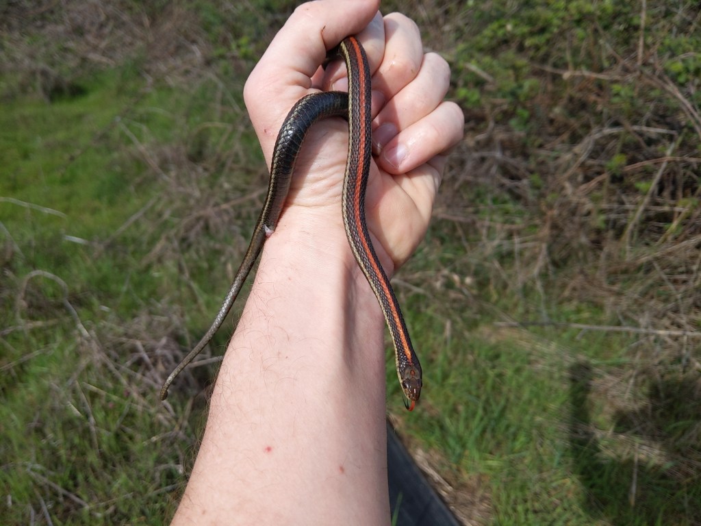 northwestern garter snake liberty hill st. helens oregon