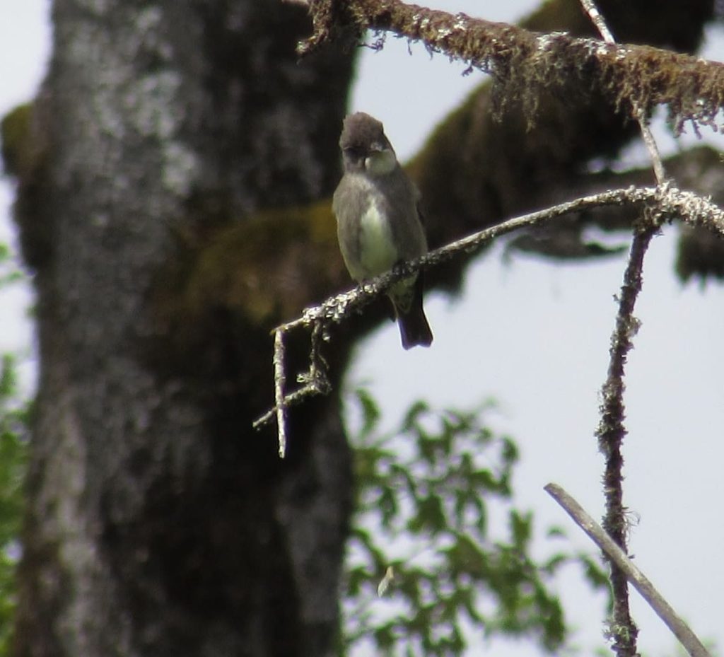 olive-sided flycatcher liberty hill st. helens oregon columbia county