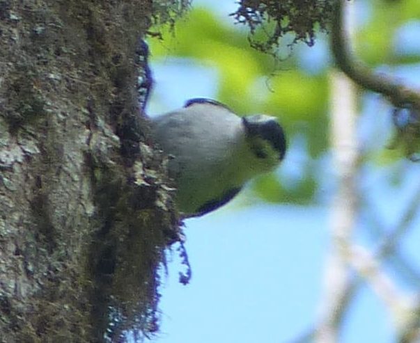 White-breasted Nuthatch liberty hill st. helens oregon columbia county