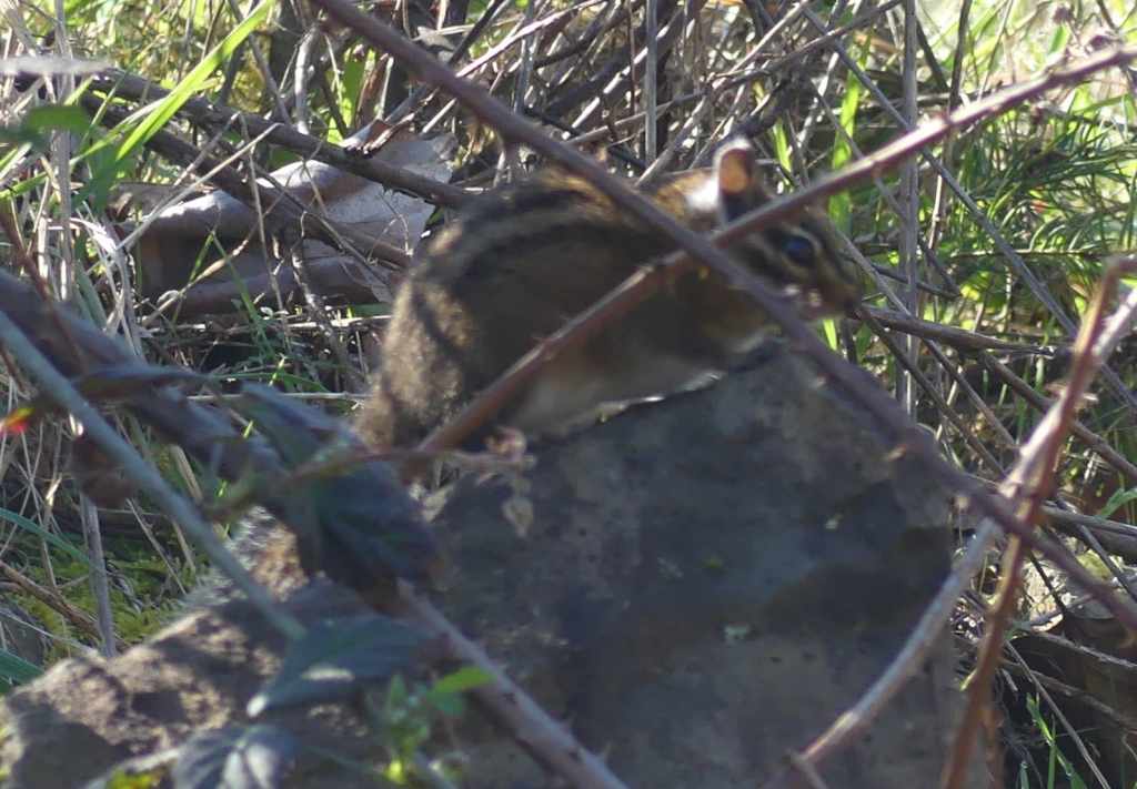 townsend's chipmunk liberty hill st. helens oregon