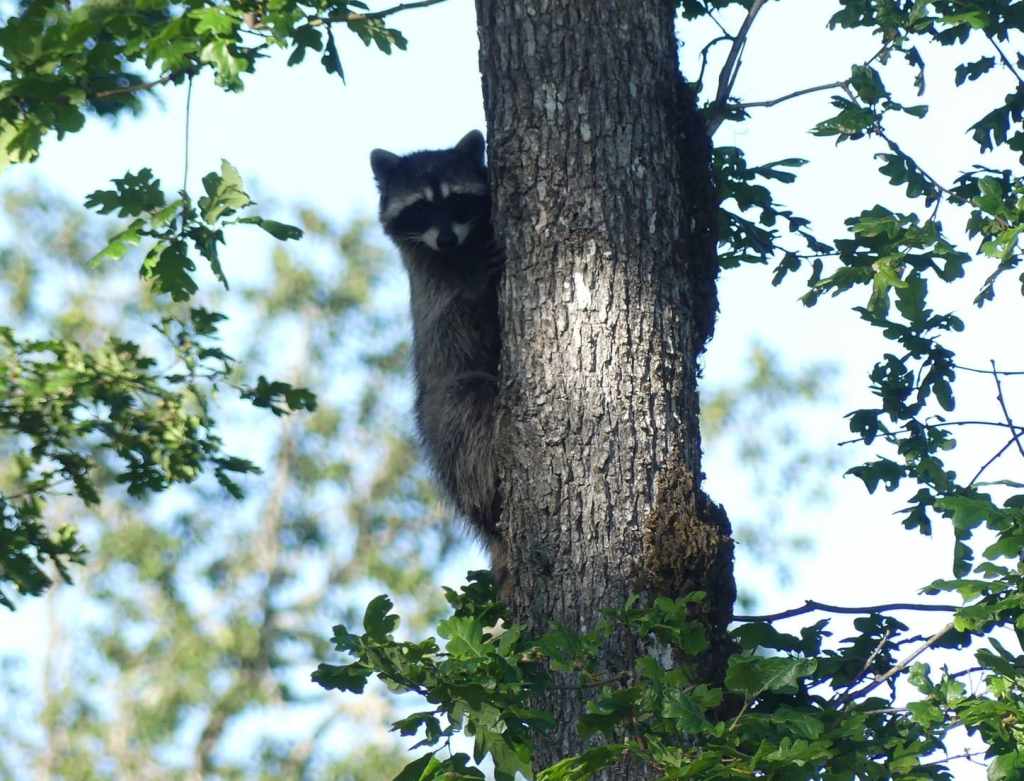 raccoon liberty hill st. helens oregon