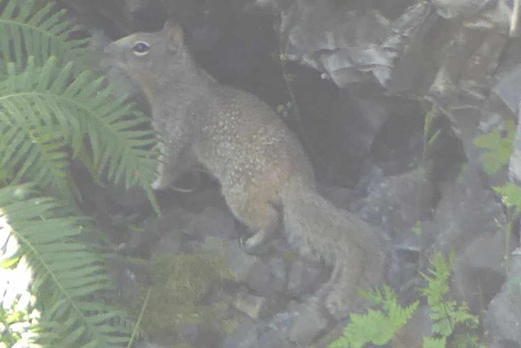 Douglas's Ground Squirrel liberty hill st. helens oregon