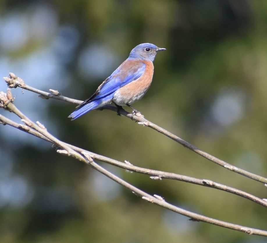 Western bluebird liberty hill st. helens oregon columbia county