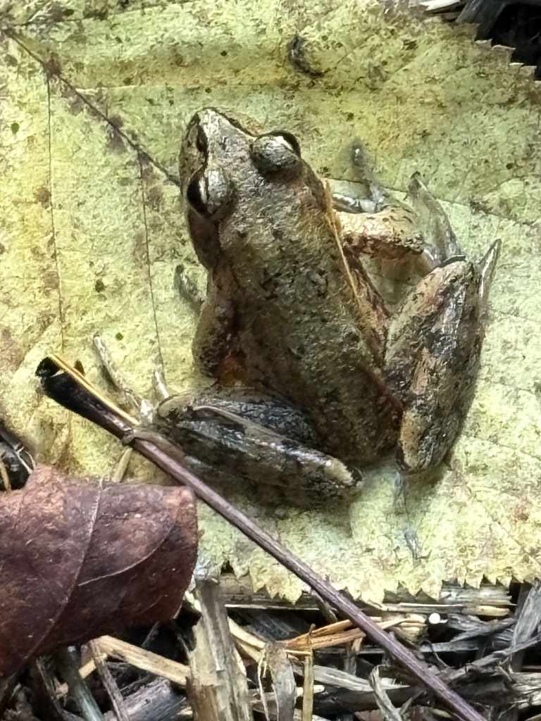 Northern Red-legged Frog liberty hill st. helens oregon