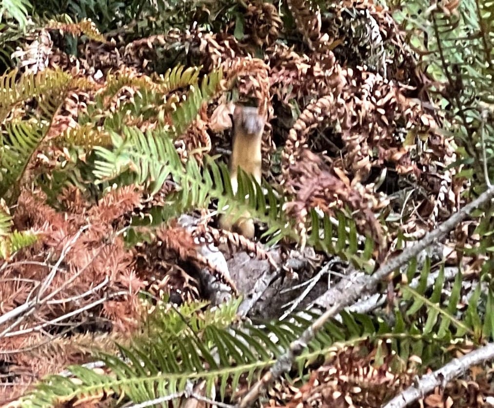 long-tailed weasel lucas green liberty hill st. helens
