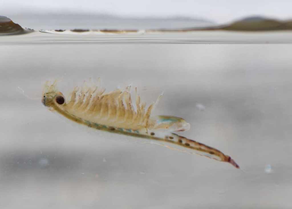 Oregon Fairy Shrimp liberty hill st. helens