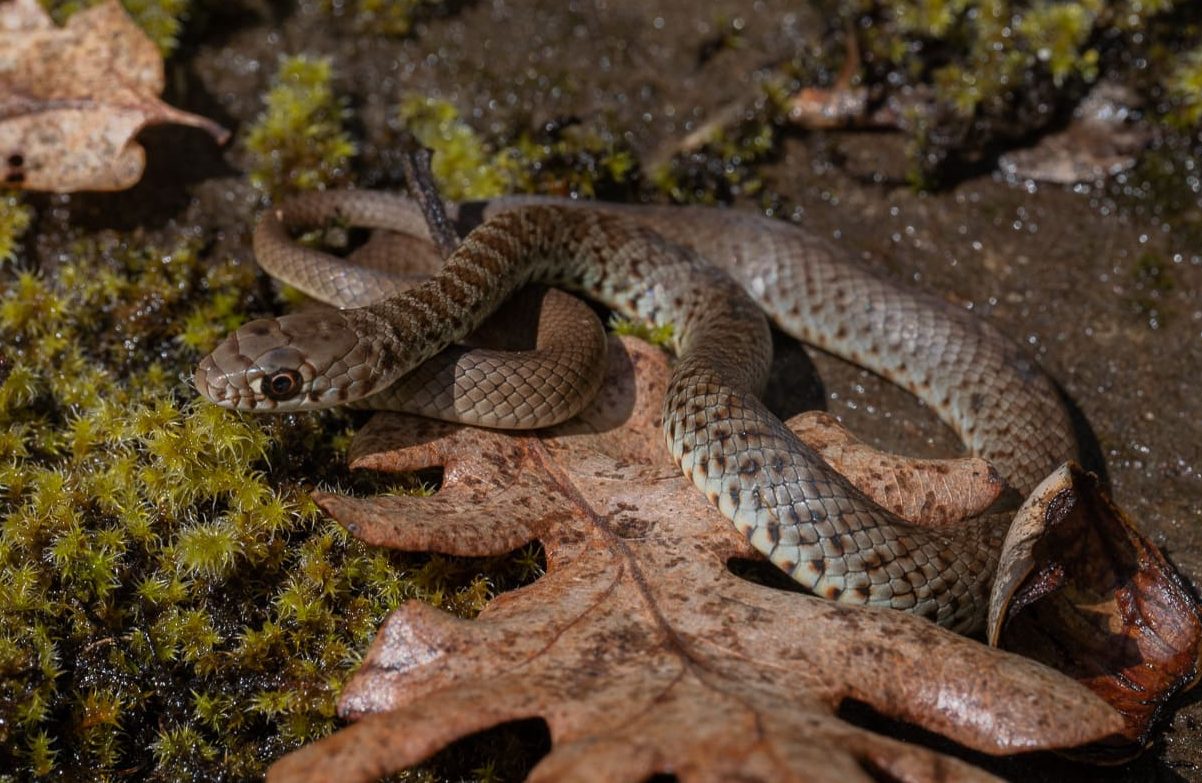 Western yellow-bellied racer Liberty Hill St. Helens Columbia County northwest Oregon