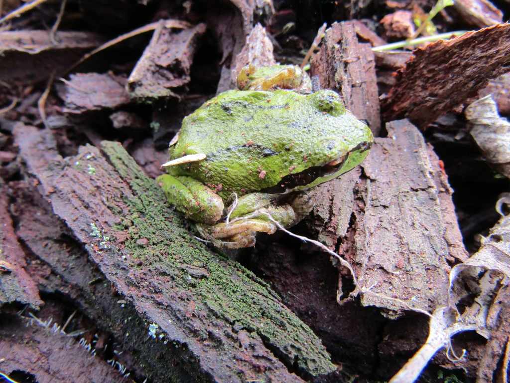 Pacific Chorus Frog liberty hill st. helens oregon