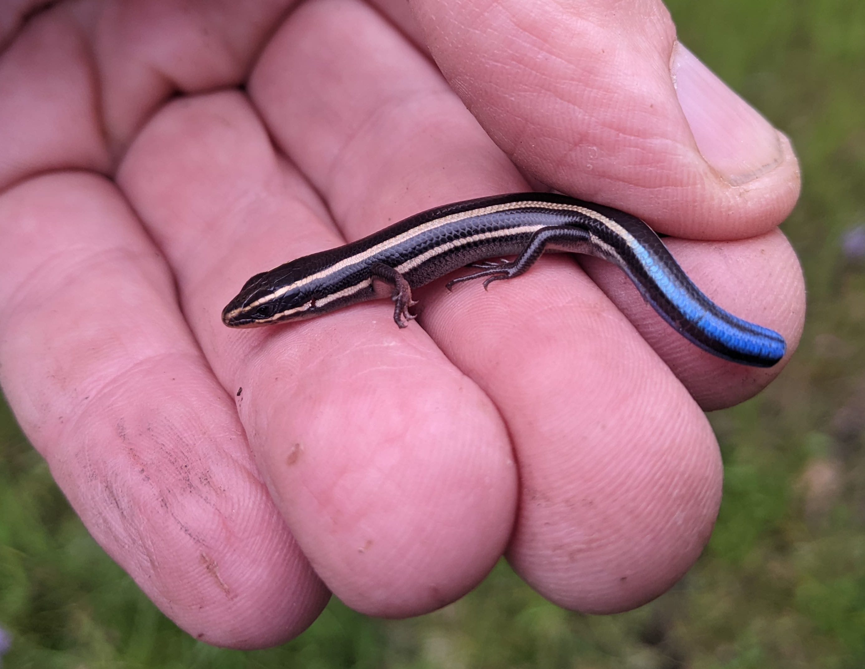 Western Skink Liberty Hill St. Helens Columbia County northwest Oregon