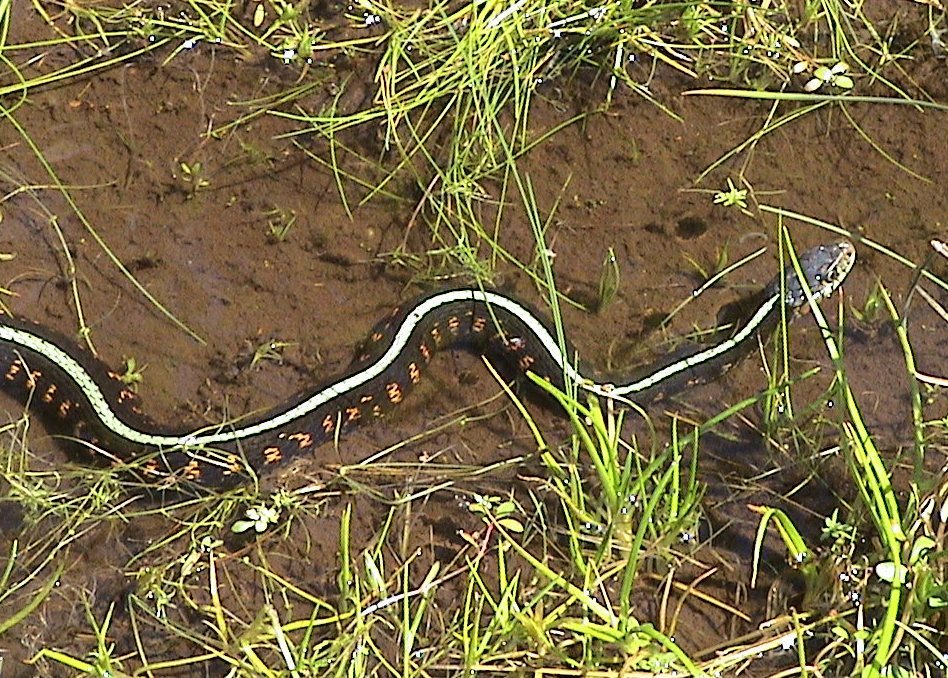 Red-spotted common garter snake liberty hill st. helens oregon