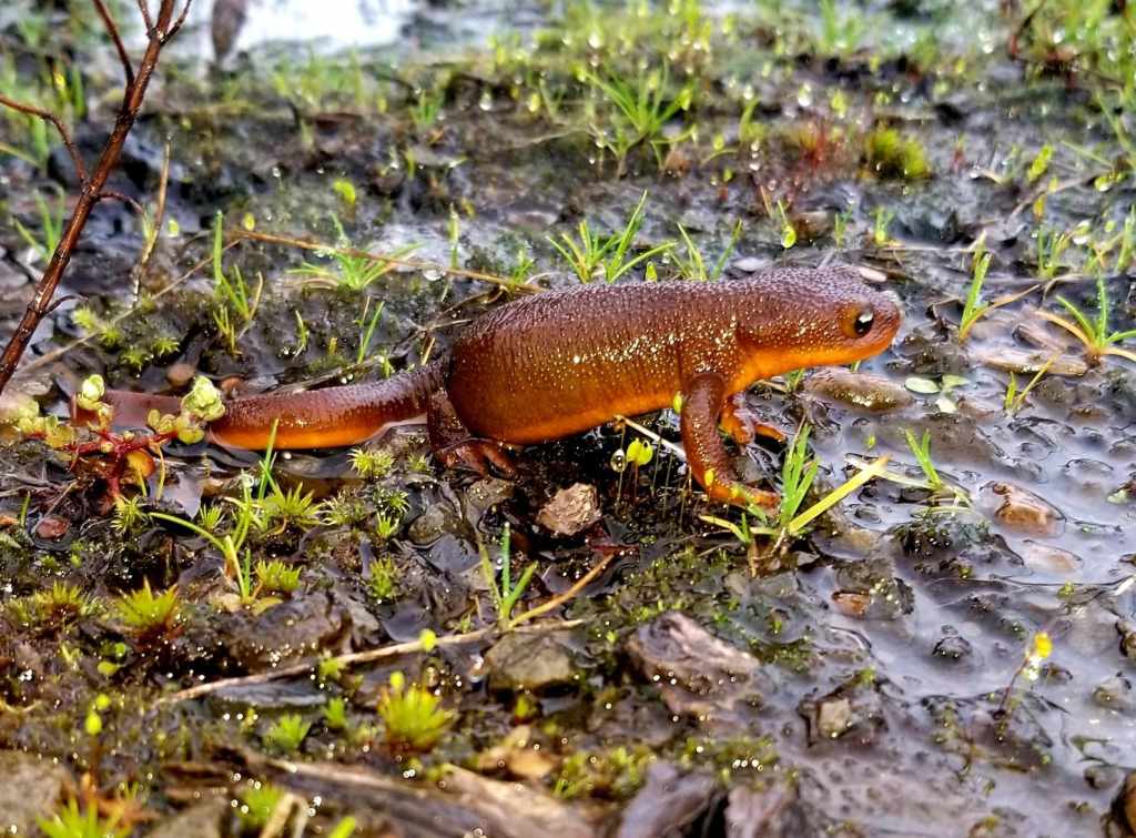 Rough-skinned Newt liberty hill st. helens oregon