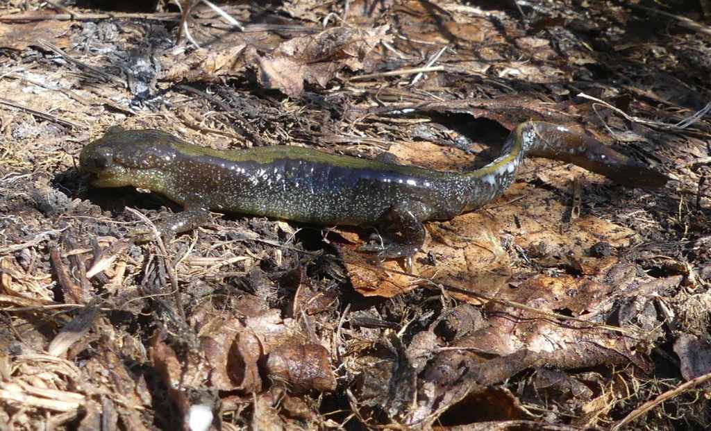 western long-toed salamander liberty hill st. helens oregon