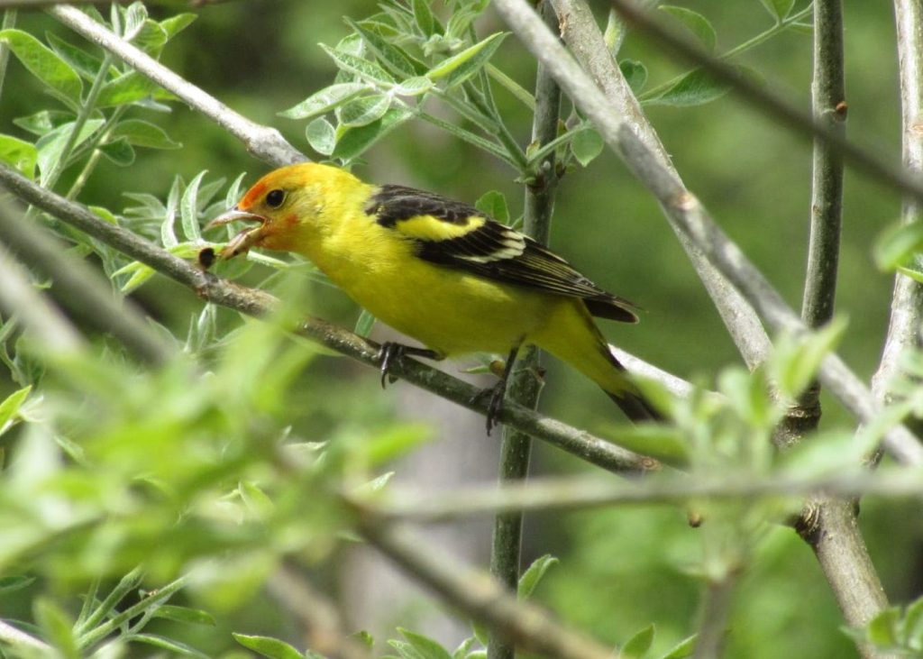 Western Tanager liberty hill st. helens oregon columbia county