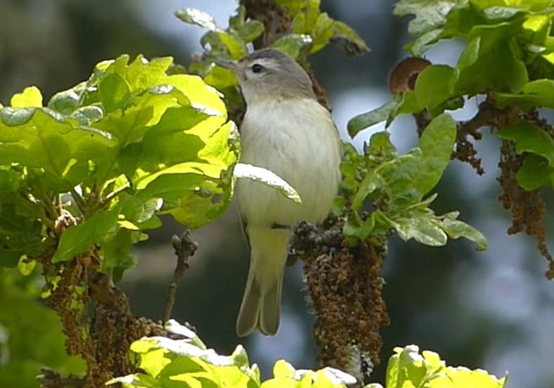 Western Warbling Vireo liberty hill st. helens oregon columbia county