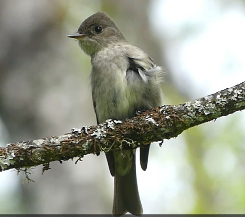 Western Wood Pewee liberty hill st. helens oregon columbia county